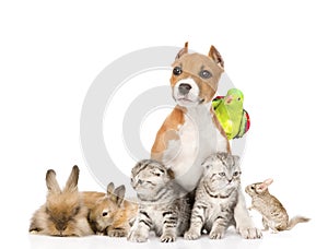 large group of pets together in front. Isolated on white