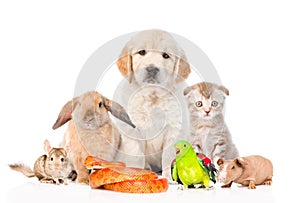 Large group of pets together in front view. Isolated on white