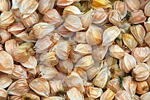 Large group of physalis
