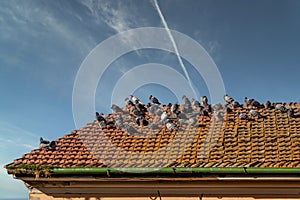 A large group of pigeons occupy the roof of an abandoned house