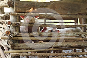 large group of pigs playing together an waiting to be fed in their timber old farm style pig pen on a farm in Northern Thailand