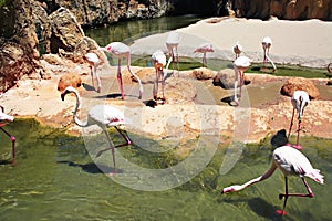 Large group of pink flamingo birds standing in the green water of the pond, ornithology