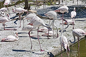 A large group of pink flamingos sunbathes at the edge of the salt pan while two seem to fight or woo each other