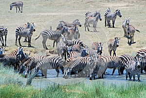 Large group of Plains zebra drinking at watering hole Serengeti