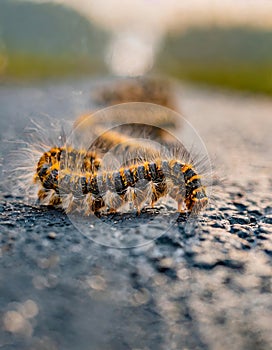 A large group of processionary caterpillars is crawling on the pavement