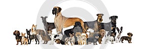 Large group of purebred dogs in studio against white background