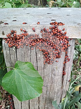 Large group of red bugs