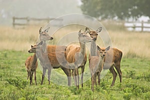 A large group of red deer