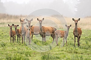 A large group of red deer