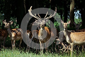 Large group of red deers and hinds walking in forest. Wildlife in natural habitat