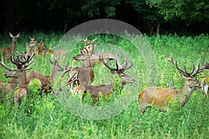 Large group of red deers and hinds walking in forest. Wildlife in natural habitat