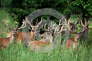 Large group of red deers and hinds walking in forest. Wildlife in natural habitat