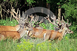 Large group of red deers and hinds walking in forest. Wildlife in natural habitat