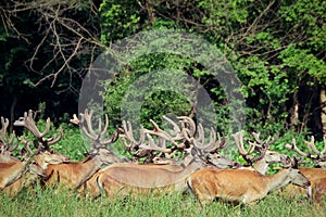 Large group of red deers and hinds walking in forest. Wildlife in natural habitat