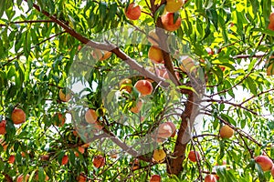 Large Group of Ripe Georgia Summer Peaches