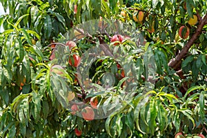 Large Group of Ripe Georgia Summer Peaches