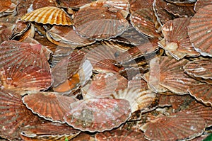 Large group of Scallops for sale