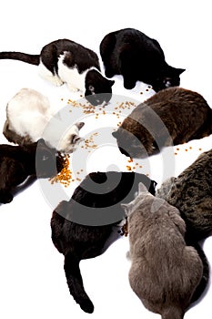 Large group of Scottish-British cats eat dry food from the floor, on a white background, isolated image