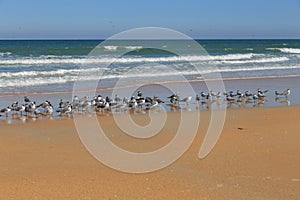 Large group of seagulls on an Atlantic Ocean beach