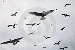 Large group of seagulls flying in sky