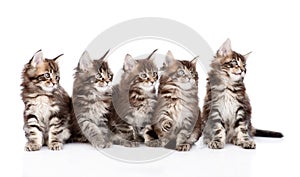 Large group of small maine coon cats looking away. isolated