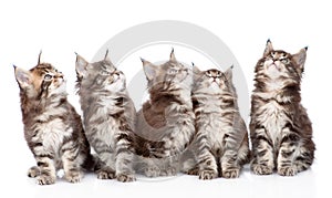 Large group of small maine coon cats looking up. isolated on white