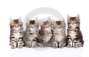 Large group of small maine coon cats sitting in front. isolated