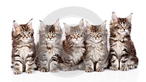 Large group of small maine coon cats sitting in front. isolated