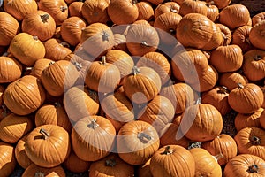 Large group of small pumpkins