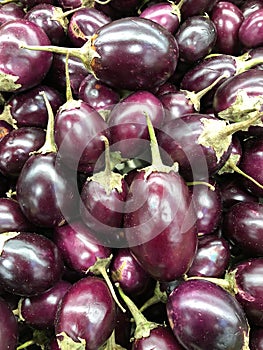 A large group of small Purple Indian Eggplants