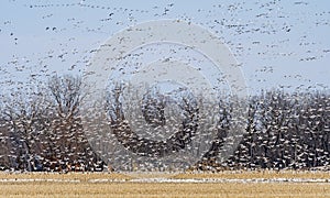 A Large Group of Snow Geese Taking off from a Field in Migration