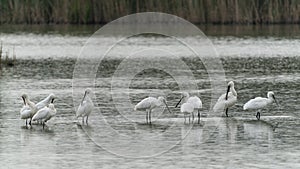 A large group of spoonbills standing in water