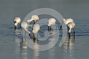 A large group of spoonbills standing in water A group of  Eurasian Spoonbill or common spoonbill Platalea leucorodia in the lag