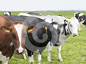 Large group of spotted cows in dutch green grassy meadow near amersfoort in holland