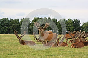 Large group of stags