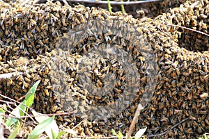 Swarming bees
