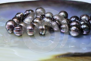 Large group of Tahitian Black Pearls