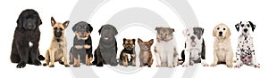 Large group of ten different kind of breed puppies