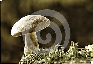 Large group of Tricholoma imbricatum, or Matt Knight mushrooms