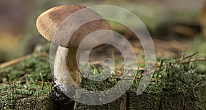 Large group of Tricholoma imbricatum, or Matt Knight mushrooms photo