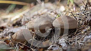 Large group of Tricholoma imbricatum, or Matt Knight mushrooms photo