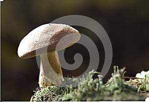 Large group of Tricholoma imbricatum, or Matt Knight mushrooms photo