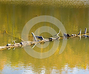 A Large Group of Turtles Resting on Log