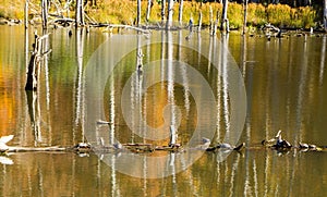 A Large Group of Turtles Resting on Log