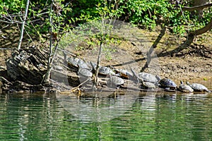 Large Group of Turtles Resting on a Log