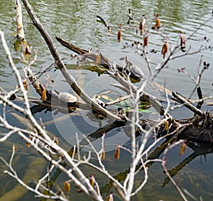 A Large Group of Turtles Seeking Sunlight