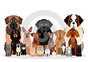 Large group of various breeds dogs and cats