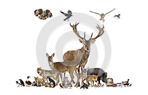 Large group of various european animals, red deer, red fox, bird, rodent