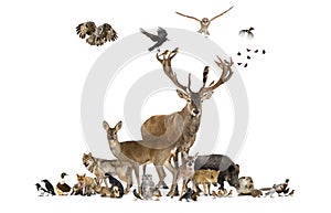 Large group of various european fauna animals, red deer, red fox, bird, rodent