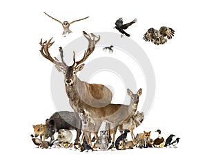 Large group of various european fauna, red deer, red fox, bird, rodent, wild boar